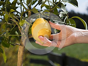 Hand picking one lemon from meyer lemon