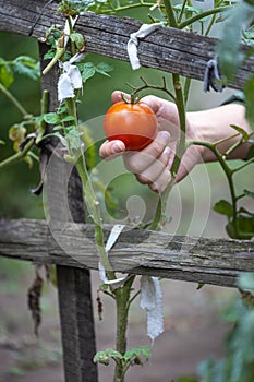 Hand picking organic tomato from a tomato plant on a farm. Farmer checking if the tomatoes are ripe.