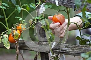 Hand picking organic tomato from a tomato plant on a farm. Farmer checking if the tomatoes are ripe.