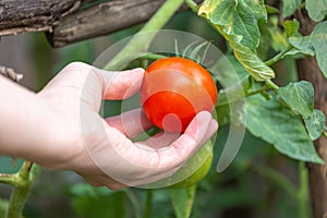 Hand picking organic tomato from a tomato plant on a farm. Farmer checking if the tomatoes are ripe.