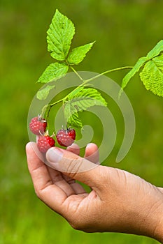 Hand picking raspberries