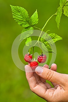 Hand picking raspberries, closeup