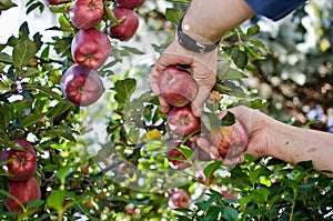 Hand picking the red apple