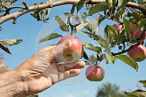 A hand is picking a red apple from a tree