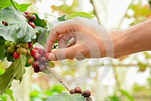 Hand picking red coffee beans on coffee tree (Arabica coffee)