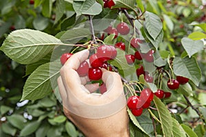Hand picking red juicy cherry from the tree