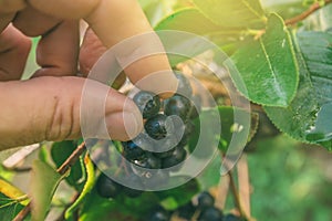 Hand picking ripe aronia berry fruit from the branch photo