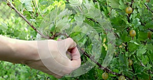 hand picking ripe berries of gooseberry bush