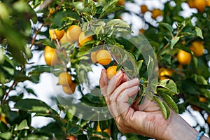 Hand picking ripe yellow mirabelle plum from tree