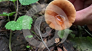 Hand picking and showing mushroom in the forest close up