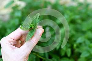 Hand picking a sprig of mint