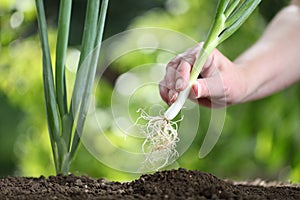 Hand picking spring onion in vegetable garden, close up photo