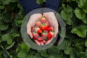 Hand picking strawberry fruits out of trees directly at organic farm