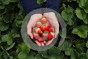 Hand picking strawberry fruits out of trees directly at organic farm photo