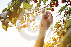 Hand picking a sweet cherry fruit in backlight