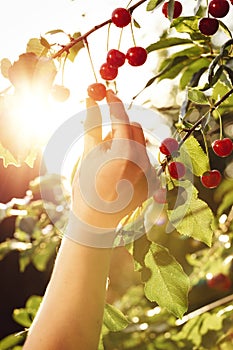 Hand picking a sweet cherry fruit in backlight