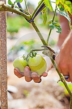 hand picking a tomato