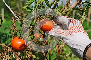 Hand picking tomato in organic vegetable garden