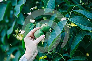 Hand picking unripe green walnut from nut tree