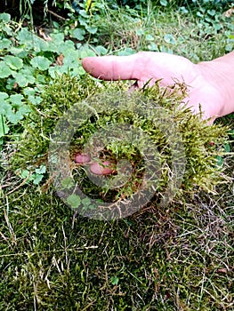 Hand picking up green moss