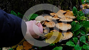 Hand picking up Group of Shaggy Scalycap mushrooms Pholiota squarrosa is a species of fungus in the Strophariaceae