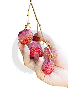 Hand picking up the ripe lychee fruit