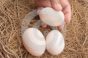 hand picking white egg