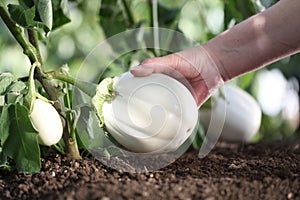 Hand picking white eggplant from the plant in vegetable garden,