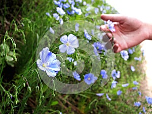 Hand Picking Wildflowers