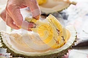 Hand picking yellow flash from husk of musang king durian
