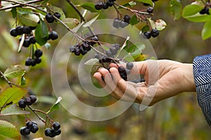 Hand picks berries chokeberry