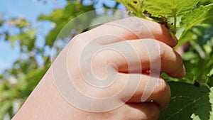 Hand picks raspberries from branch in garden