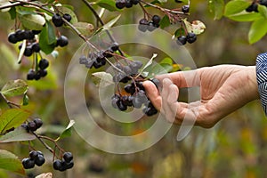 Hand picks the ripe berries of black chokeberry