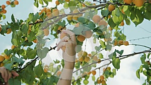 Hand picks ripe delicious apricots from apricot tree branches