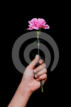 Hand with pink Carnations flower with water drop on black