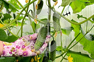 A hand in a pink garden glove holds a cucumber. Close up. Concept of growing cucumbers in a greenhouse