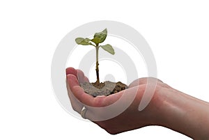 Hand + plant photo