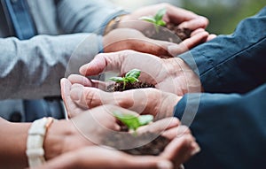 Hand, plant and collaboration for leaf, business and nature for planet, sustainability and ecology for process