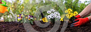 Hand plant daisy. Garden tool and flower plant on soft soil, close up. Spring gardening work