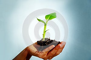 Hand and plant. enviroment concept. Blur background.