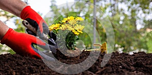 Hand plant yellow daisy. Garden tool and flower plant on soft soil, close up. Spring gardening work