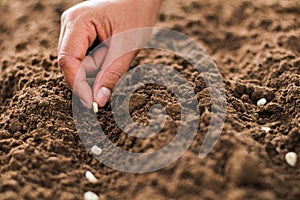 hand planting corn seed of marrow in the vegetable