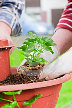 Hand planting fresh green plants