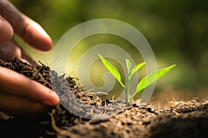 hand planting in garden. earth day