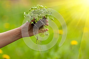 Hand planting plant