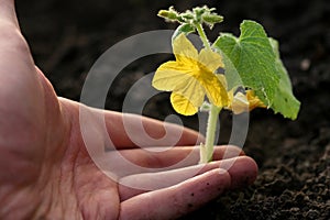 Hand planting plant