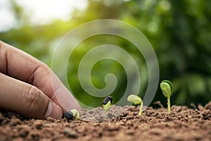 Hand planting plants in the ground and trees planting in the soil in order of germination, plant growth