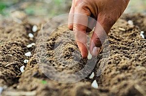 Hand planting pumpkin seed of marrow photo