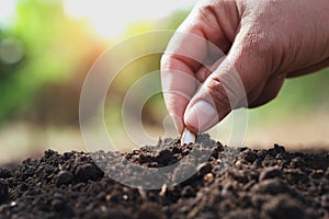 hand planting pumpkin seed in the vegetable garden and light warm. agriculture