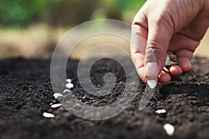 hand planting pumpkin seed in the vegetable garden and light warm. agriculture